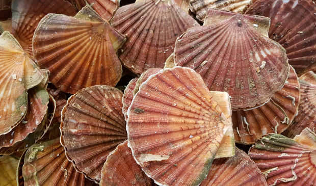 Coquilles Saint-Jacques au port de pêche de Lorient