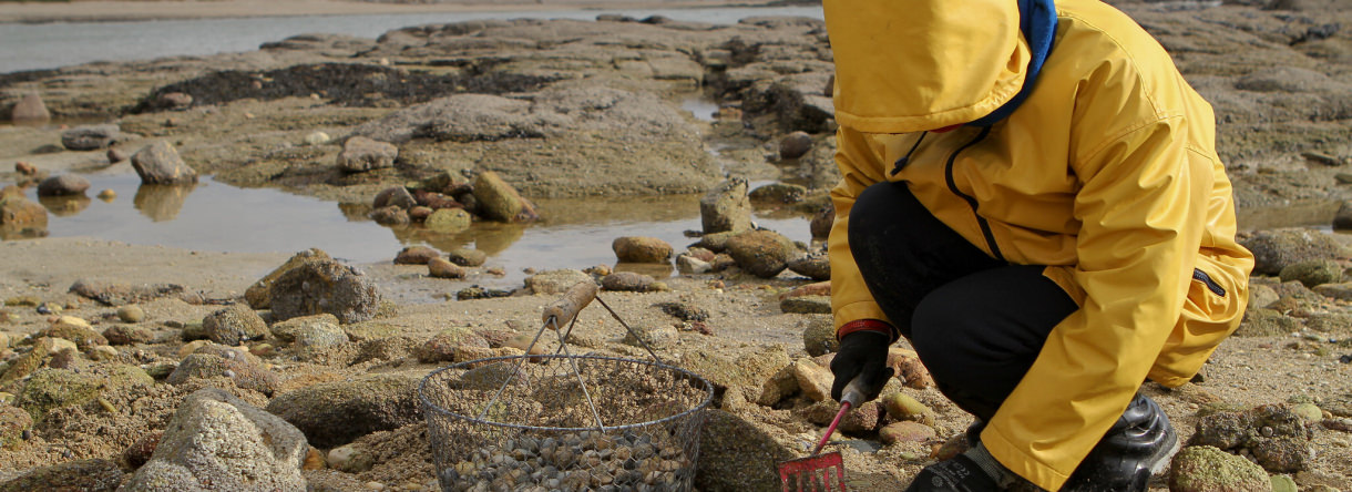 pêche à pied sur le littoral de Lorient Bretagne Sud, en toutes saisons pecheur de palourdes