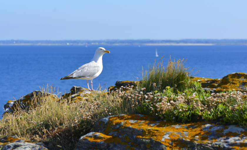 © Emmanuel LEMEE. Goéland argenté au phare de Pen Men à l'Ile de Groix. Goéland argenté au phare de Pen Men à l'Ile de Groix.